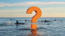 Big Showdown in Bitcoin and Altcoins! Whales Opened Both Long and Short Positions Simultaneously! Here Are the Altcoins They Traded…