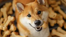 Shibarium sees brief outage amid Shiba Inu’s Layer-3 blockchain ambitions