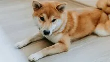 DOGE Drops Below Uptrend Line, Signaling Possible End to Five-Month Rally