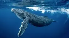 XRP Whales Take Action: Largest Transfers in Seven Months Made to Binance—What Does This Mean?