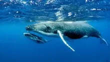 Santiment Reveals 10 Altcoins on Whales’ Radar Ahead of the FED Decision!