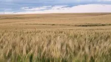 Bitdeer Buys 101 MW Gas Power Plant in Alberta, Canada for BTC Mining