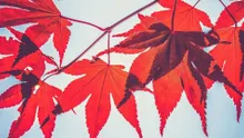 Crypto Lending Firm Maple Finance Unveils Syrup Yield Platform and Rewards Token