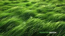 Gemini Teases Upcoming $GRASS Listing, Following Binance and OKX