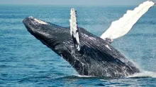 Bitcoin Whales Increased Holdings During Crypto Market Mayhem, but ETF Investors Didnt Buy the Dip