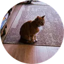 Ansem's Cat