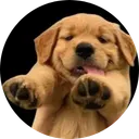 BUDDY