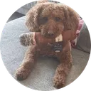 Archie the Cigar Poodle