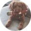 Archie the Cigar Poodle