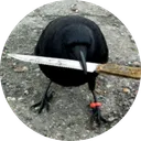 crow with knife