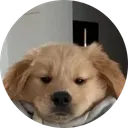 brodogcoin