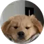 brodogcoin