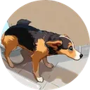 Pissing Dog Farts