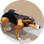 Pissing Dog Farts
