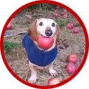dog with apple in mouth