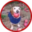 dog with apple in mouth