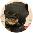 Batcat