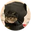 Batcat