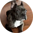 Bitcoin Dog