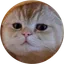 TAOCat by Virtuals