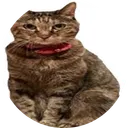 Tsutsuji Doge's Sister