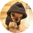 Doginhood