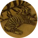 Disney Sumatran Tiger