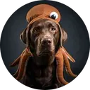Choctopus