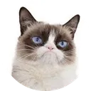 Grumpy Cat (grumpycatspl.com)