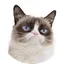 Grumpy Cat (grumpycatspl.com)