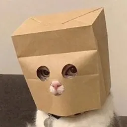 How to Buy Anonymous Cat (ZCAT)