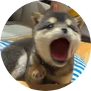 POPDOG