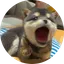 POPDOG