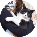 Onigiri The Cat
