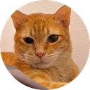 Mack the Meowing Cat