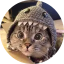 Shark Cat