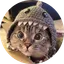 Shark Cat
