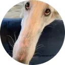 LONG