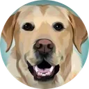 Emotional Support Dog