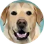 Emotional Support Dog
