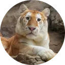 AVA Chiang Mai Night Safari (AVA)