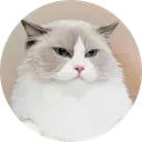 No1 tiktok cat