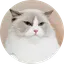 No1 tiktok cat