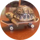 Tech Deck Turtle
