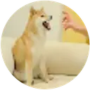 Feisty Doge NFT