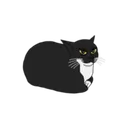 Maxwell the spinning cat