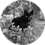 Himitsu