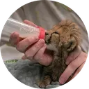 The Baby Cheetah