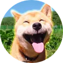 Maru Dog