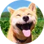 Maru Dog